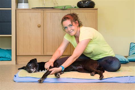 Physiotherapie F R Hunde Hundesporthotel Wolf