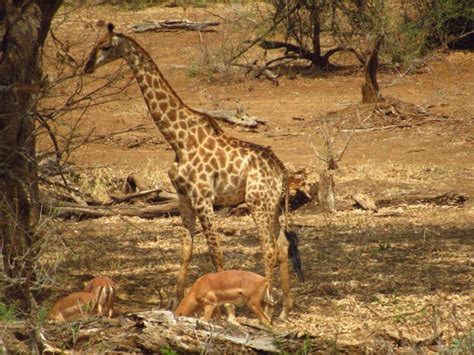 A Complete Guide To The Hluhluwe Umfolozi Game Reserve On Safari