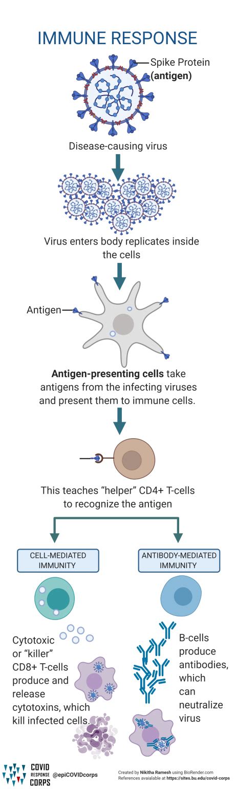 Types Of Vaccines Infographics Epidemiology COVID 19 Response Corps