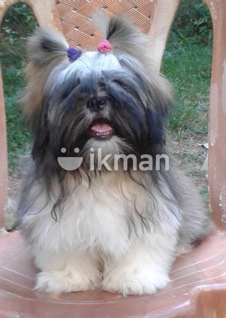 Shih Tzu Puppy For Sale In Wattala Ikman