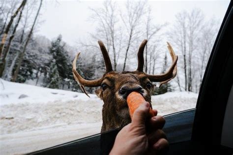 Dormir avec les cerfs et les mouflons au parc Oméga Les Affaires