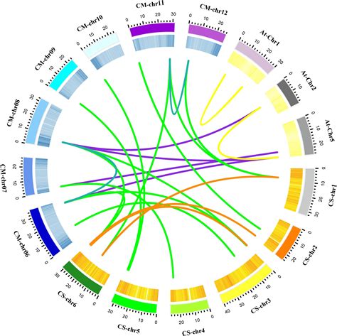 Frontiers Genome Wide Identification Evolution And Expression