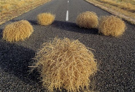 Перекати-поле