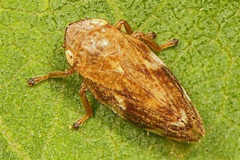 Meadow Spittlebug Nymph