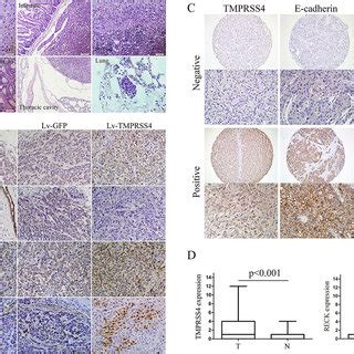 A After Infection With Lentiviruses Over Of The Transduced Cells