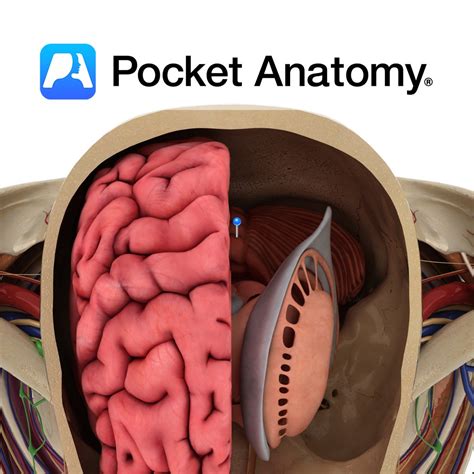 Cerebellar vermis - Pocket Anatomy