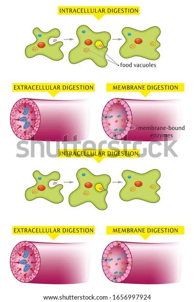 Ejemplos ilustrados de digestión extracelular intracelular ilustración