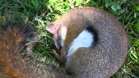 Sleeping Squirrel Youtube