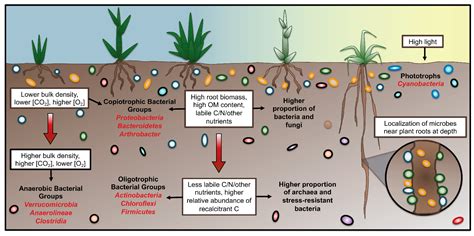 Microorganisms Free Full Text Trends In Microbial Community