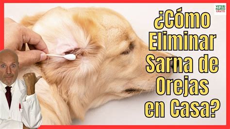 CÓMO CURAR LOS ÁCAROS DE LA SARNA EN LAS OREJAS DE LOS PERROS CON