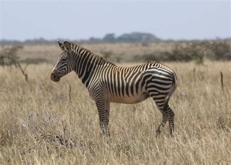 Grevy’s zebra / Common zebra hybrid in Laikipia, Kenya : r/pics