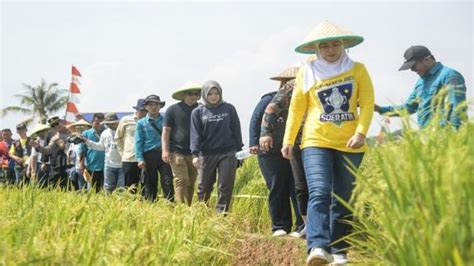 Ratusan Petani Purwakarta Panen Raya Musim Gadu Produksi Padi Surplus