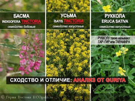 Правда о масле усьмы.