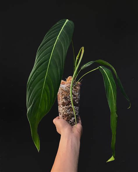 Philodendron Heterocraspedon Plnt