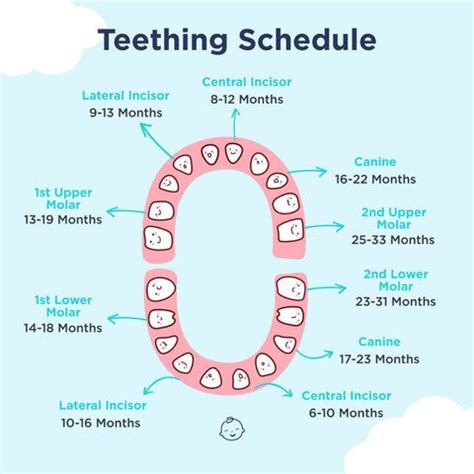 Teething Schedule When Do Babies Get Their First Toothand Beyond En 2024