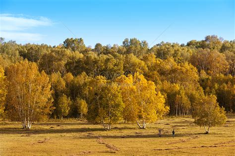 Birch Forest In Autumn Picture And HD Photos | Free Download On Lovepik