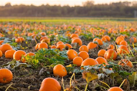 The Best Pumpkin Patches In Minnesota