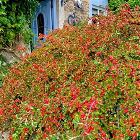 Cotoneaster Horizontalis Plants For Sale Ashridge