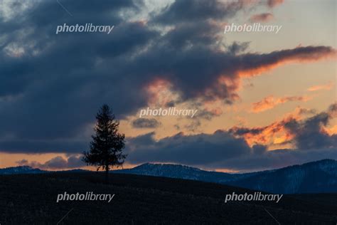 春の夕暮れの丘に立つマツの木 写真素材 6980616 フォトライブラリー Photolibrary