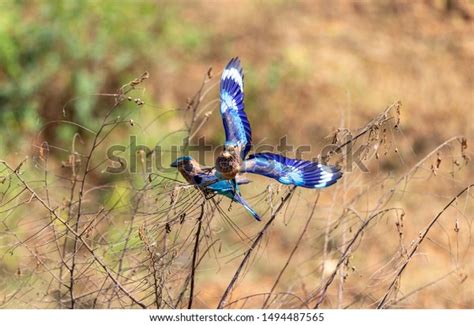 9 Chest Fly Whole Body Royalty-Free Photos and Stock Images | Shutterstock