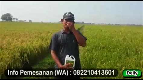 WA 082210413601 Testimoni Pupuk Bioboost Pada Tanaman Padi Di Karawang