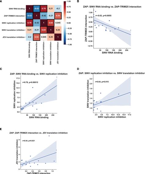 Frontiers The Role Of Zap And Trim25 Rna Binding In Restricting Viral