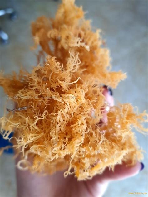 Dried Eucheuma Cottonii Seaweed Vietnam Price Supplier Food