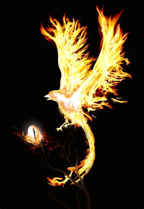 Phoenix And Roc Mythological Birds