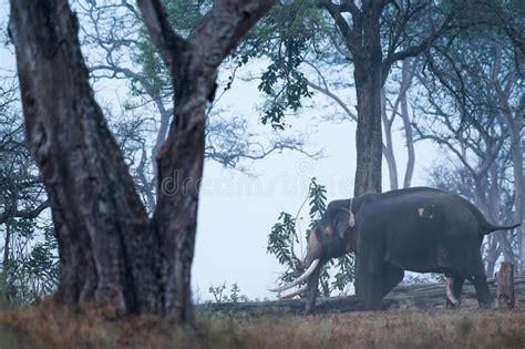 224 Mudumalai National Park Stock Photos Free Royalty Free Stock