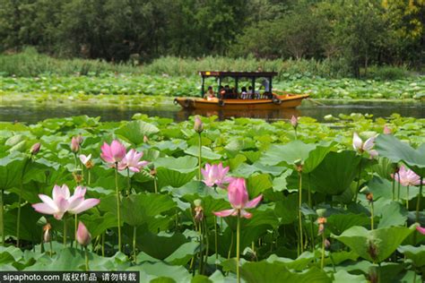 圆明园千亩荷塘花开正艳