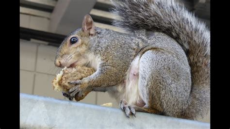 Big Squirrel Eating Cookie Hd Aug 4 2014 Youtube