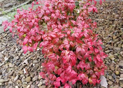 Nandina shrubs offer gorgeous winter color | Mississippi State ...