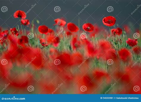 Fiore Rosso Selvaggio Dei Papaveri Dei Fiori Sul Campo Papaveri Rossi