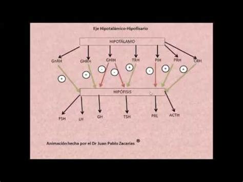 Fisiolog A End Crina Y Del Metabolismo Endocrine Physiology And