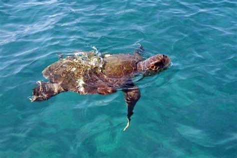 Porto Cesareo Le Messo In Sicurezza Nido Di Tartaruga Caretta