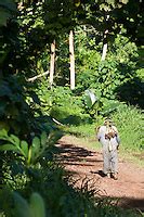 Taro Root Man Walking Fiji Matthew Meier Photography