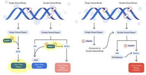 Poly Adenosine Diphosphate Ribose Polymerase Parp Inhibitors