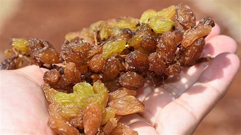 TARİŞ kuru üzüm alım fiyatlarını güncelledi