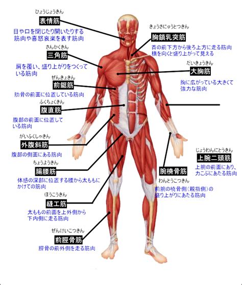 全身の主な骨格と筋肉の名称を知ろう 筋肉関節骨のヘルスケア第2回 HealthcareLife RENE Thailand