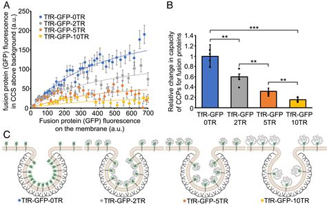 Steric Pressure Between Glycosylated Transmembrane Proteins Inhibits Internalization By