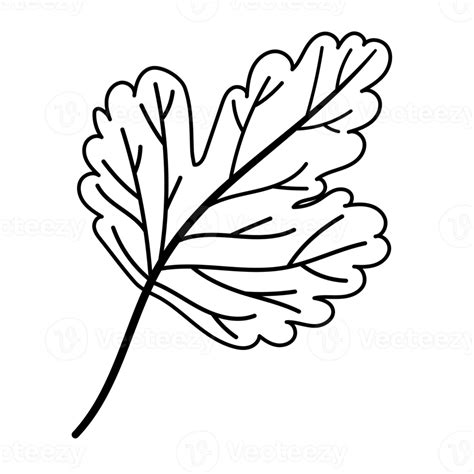 leaf cartoon in outline style 8481852 PNG