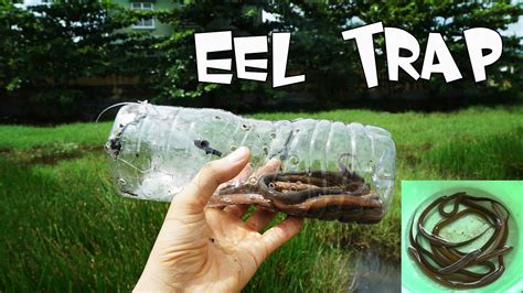 How To Make Eel Trap Fishing With Plastic Bottle Simple Trap With