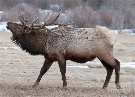 Bull Elk Bugle Photograph by Russell Smith - Pixels