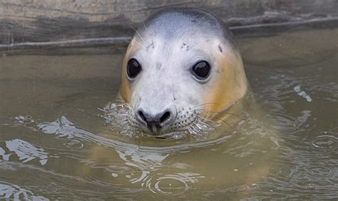 Cornish Seal Sanctuary