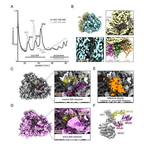 Cryo EM Analysis Of Non Polysomal Ribosomal Complexes From MCF7 Cells