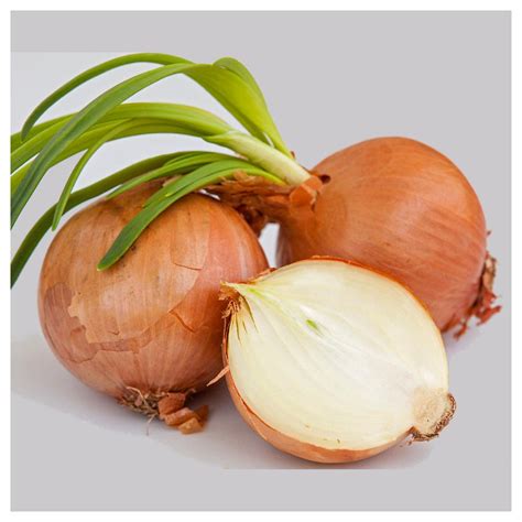 Everwilde Farms 500 Yellow Sweet Spanish Onion Seeds Gold Vault