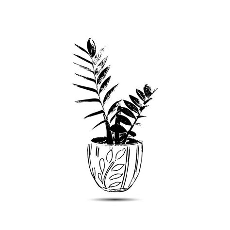 Ornamental plant drawing in pot, isolated on white background. Hand ...