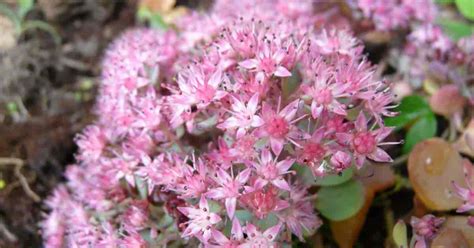 Sedum Sieboldii Care Growing The Pink Sedum