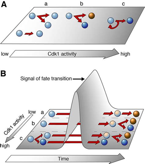 Model Depicting The Relationship Between Precursor Cell Division And