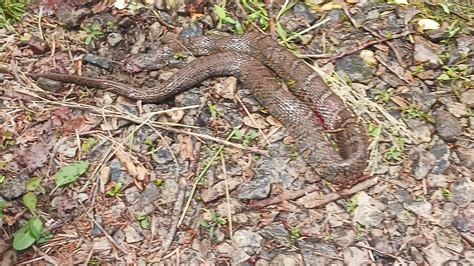 Snake For Cut Bait Ripping Catfishing To The Bank Mikestokesfishing